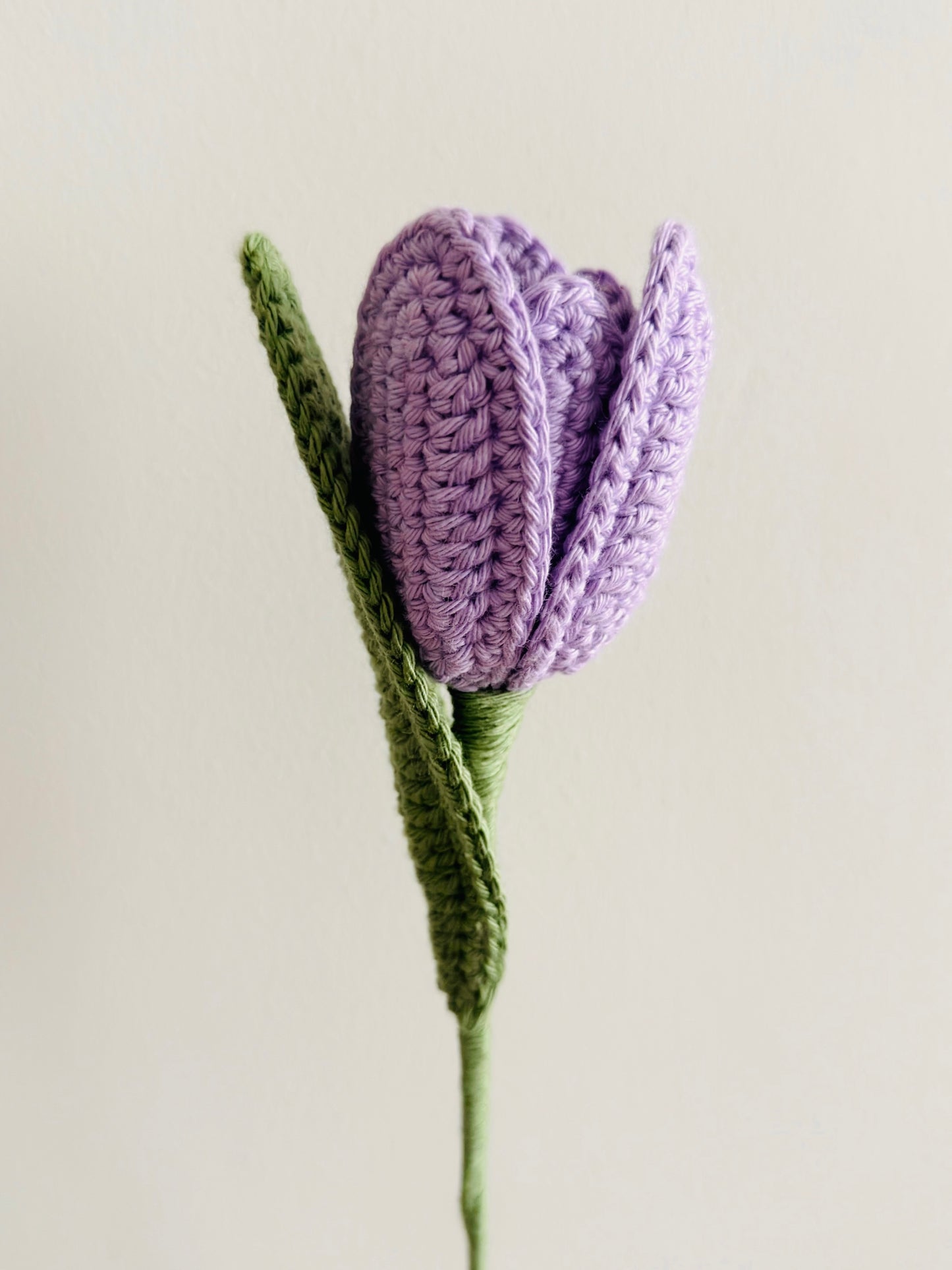 Purple Tulip
