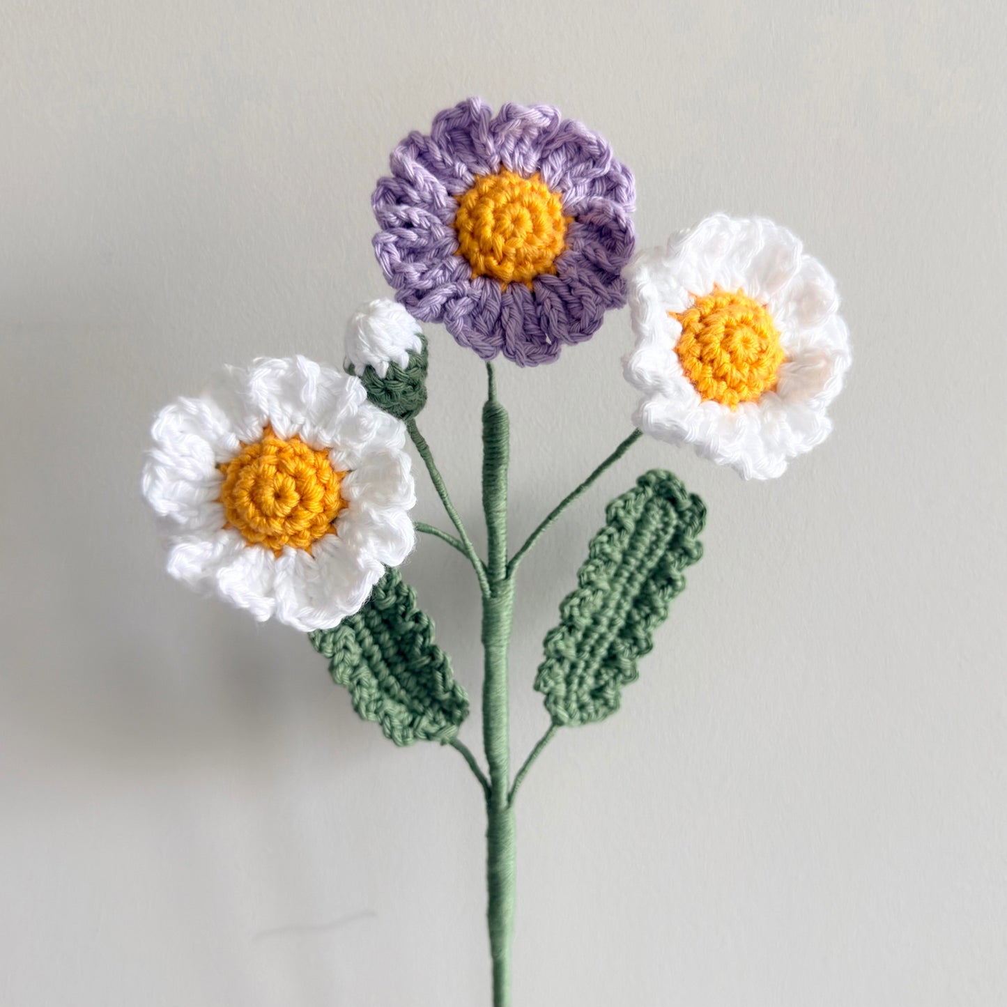 Daisy