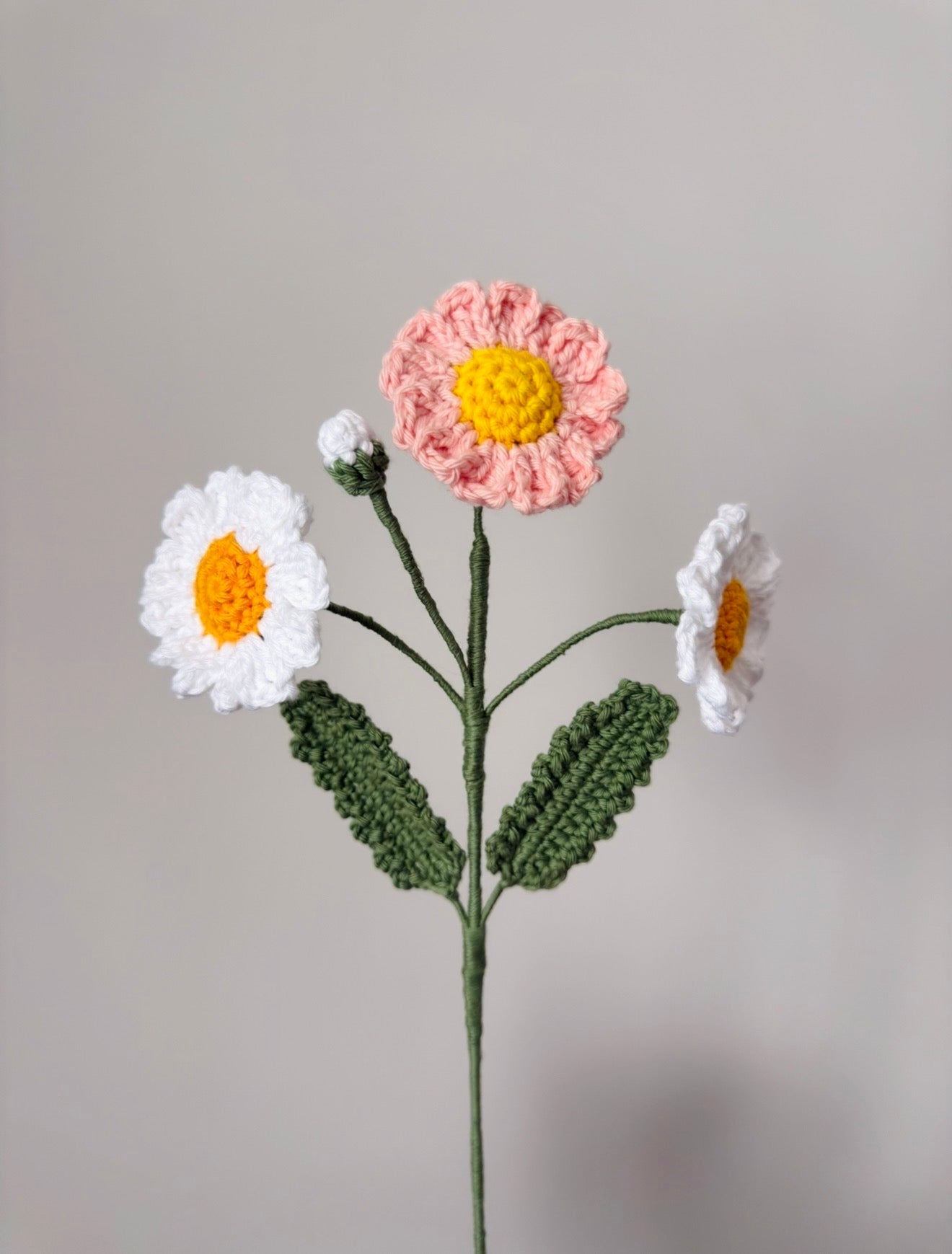 Daisy