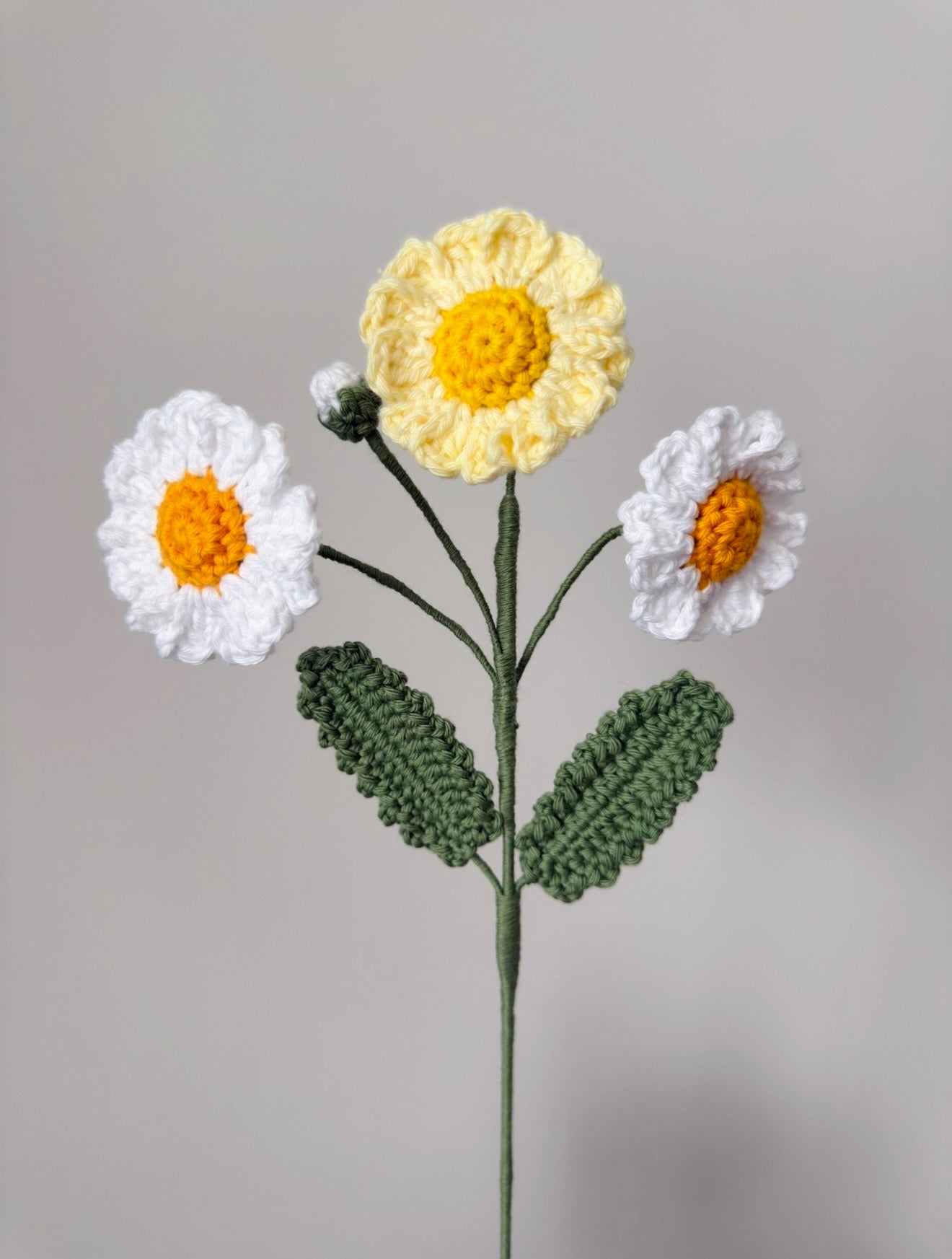 Daisy