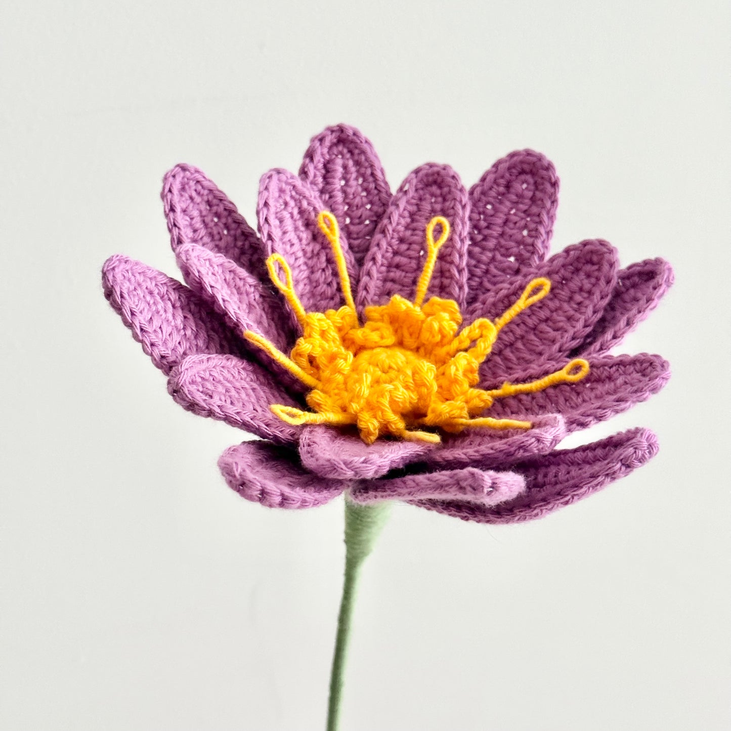 Water Lily