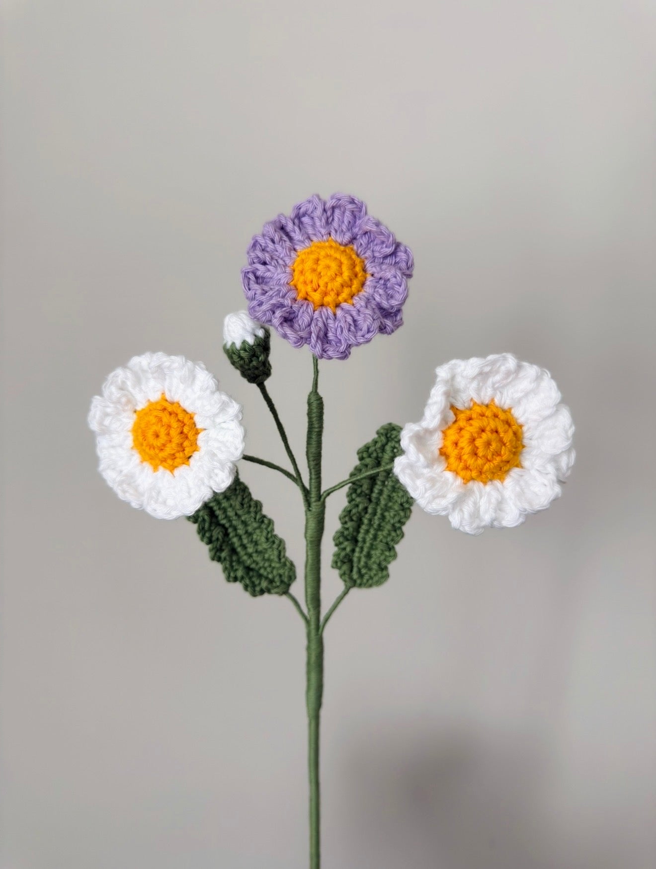 Daisy