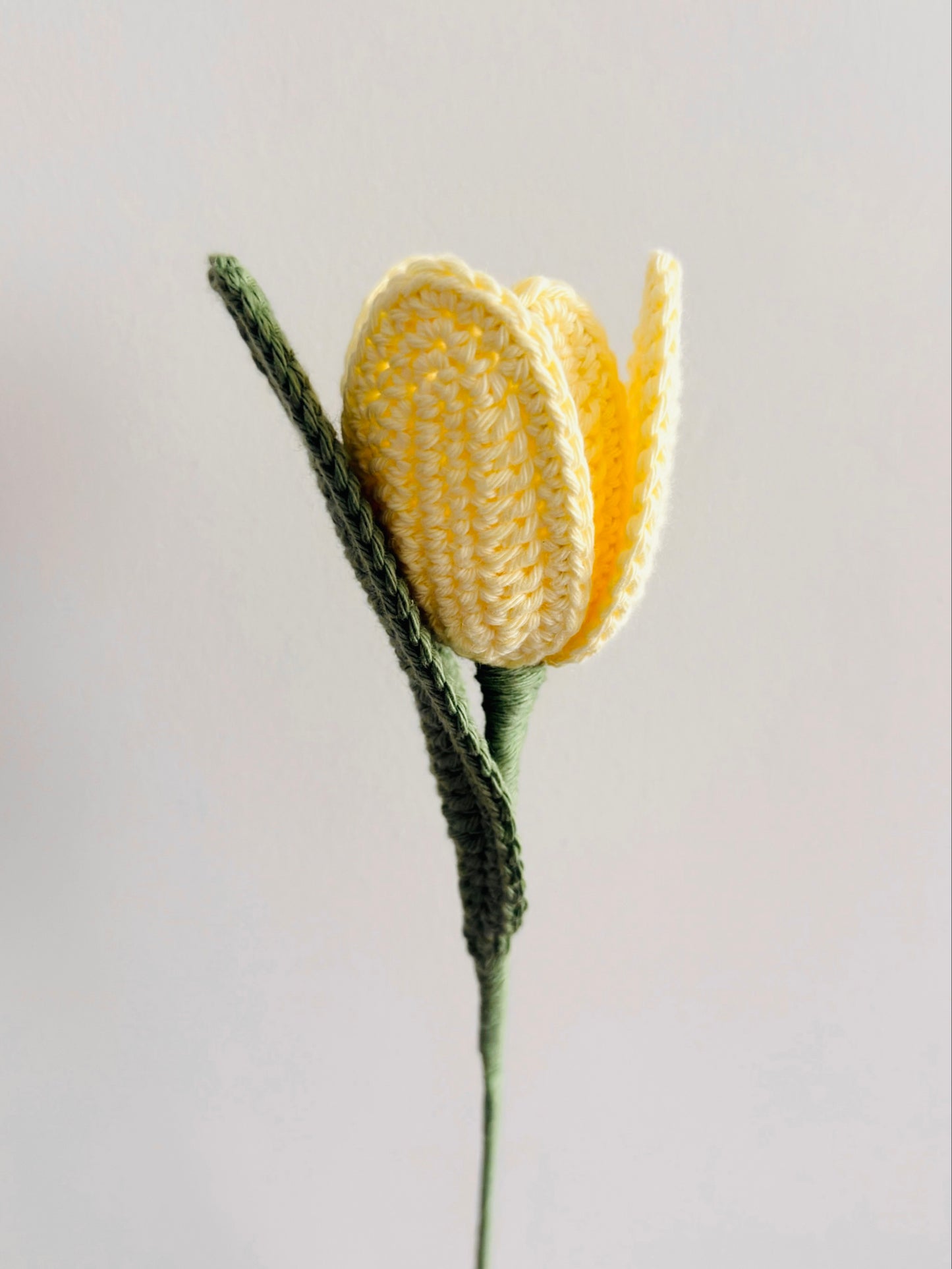 Yellow Tulip