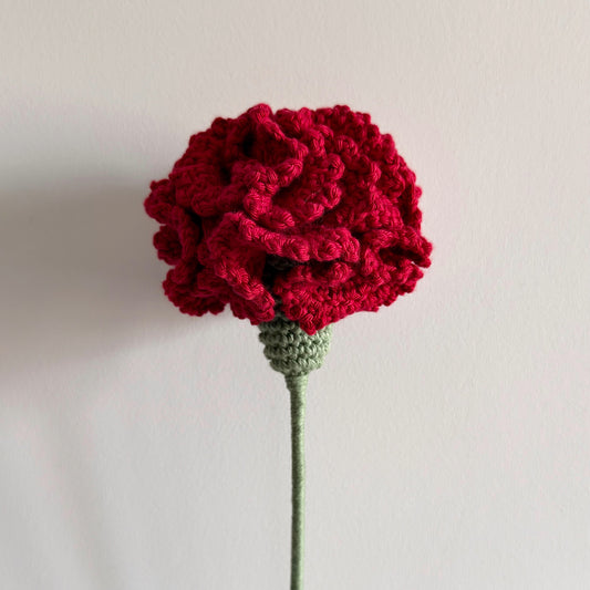 Carnation