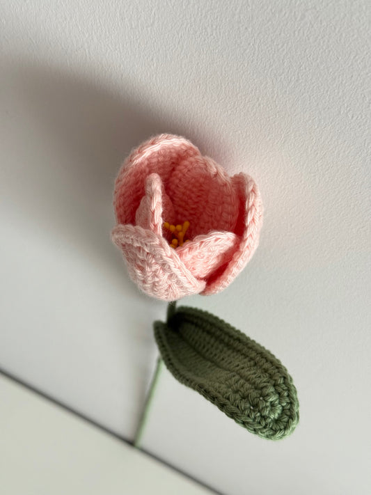 Pink Tulip